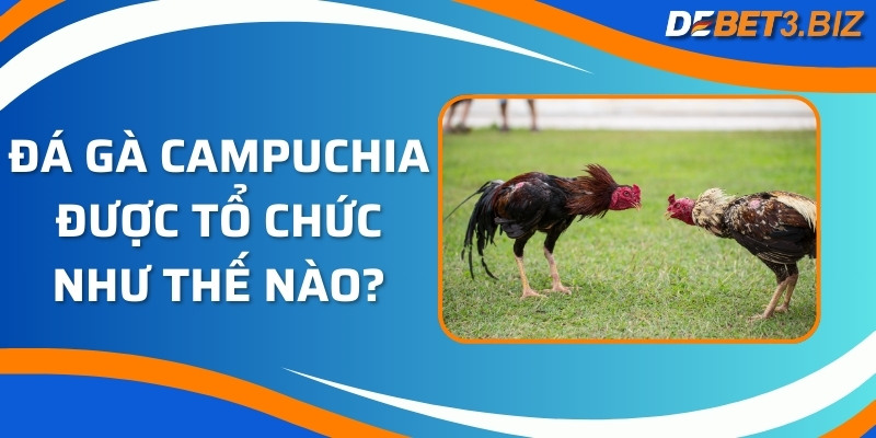 Đá gà Campuchia được tổ chức như thế nào?