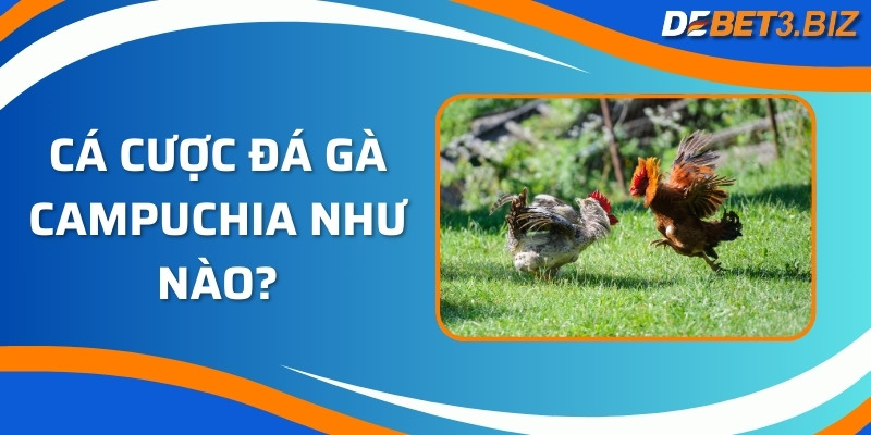 Cá cược đá gà Campuchia như nào?