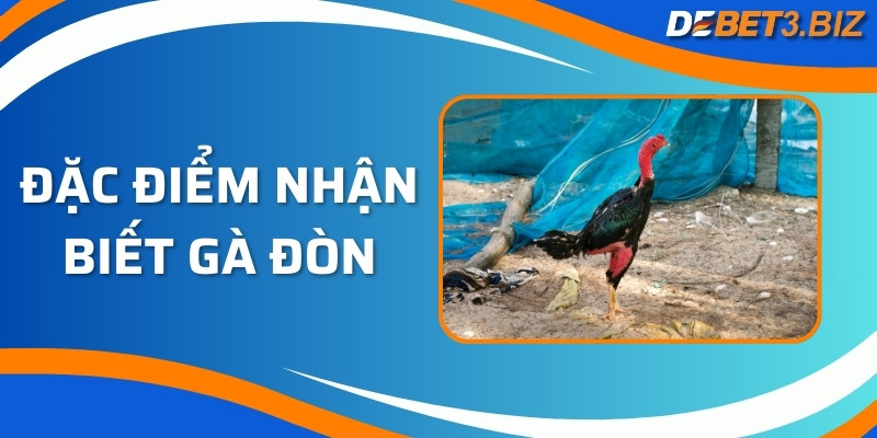 Đặc điểm nhận biết gà đòn