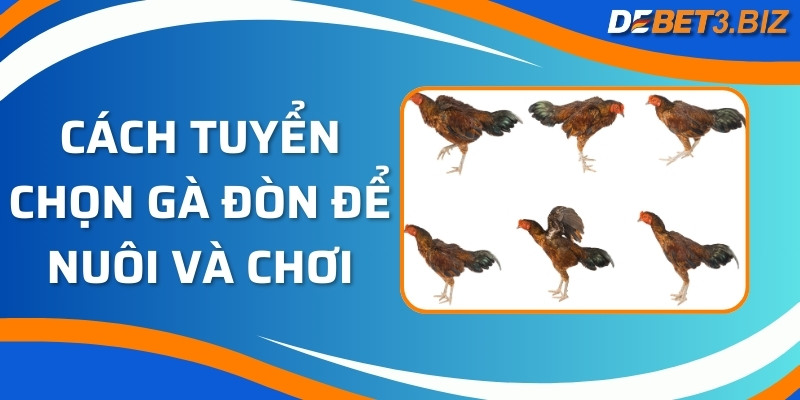 Cách tuyển chọn gà đòn để nuôi và chơi