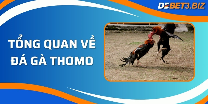 Tổng quan về đá gà Thomo