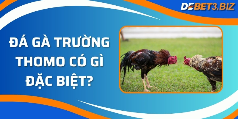 Đá gà trường Thomo có gì đặc biệt?